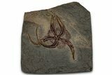 Detailed Ordovician Brittle Star (Ophiura) - Morocco #359143-1